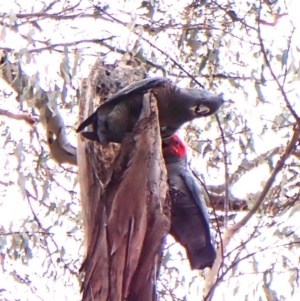 Callocephalon fimbriatum (identifiable birds) at Mount Painter - suppressed