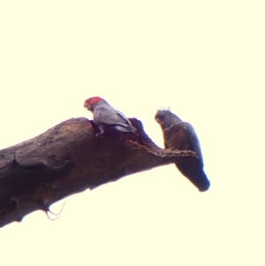 Callocephalon fimbriatum (identifiable birds) at Mount Painter - 3 Jan 2024