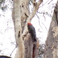 Callocephalon fimbriatum (identifiable birds) at Mount Painter - 3 Jan 2024