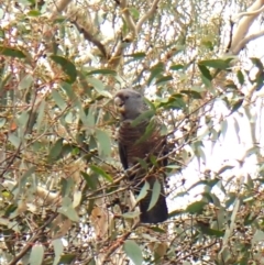 Callocephalon fimbriatum (identifiable birds) at Mount Painter - 3 Jan 2024