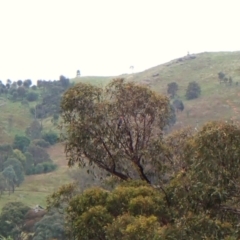 Callocephalon fimbriatum (identifiable birds) at Mount Painter - 3 Jan 2024