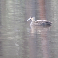 Anas superciliosa (Pacific Black Duck) at Forde, ACT - 11 Apr 2021 by Amata