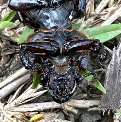 Pharochilus rugiceps (Passalid beetle) at  - suppressed by lbradley