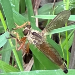 Zosteria fulvipubescens (Orange Robber Fly) at Kangaroo Valley, NSW - 4 Jan 2024 by lbradleyKV