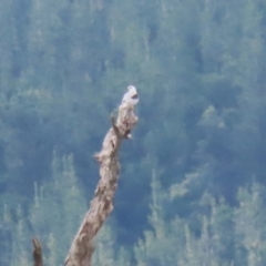 Elanus axillaris (Black-shouldered Kite) at Kambah, ACT - 2 Jan 2024 by RodDeb