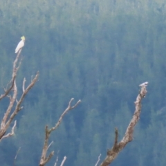 Elanus axillaris at Kambah, ACT - 2 Jan 2024