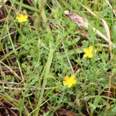Hypericum gramineum (Small St Johns Wort) at Cook, ACT - 2 Jan 2024 by CathB