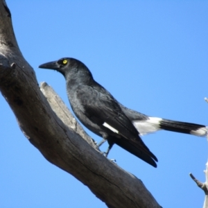 Strepera graculina at Taylor, ACT - 13 Apr 2021