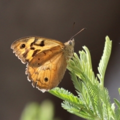 Heteronympha merope (Common Brown Butterfly) at Tidbinbilla Nature Reserve - 2 Jan 2024 by RodDeb