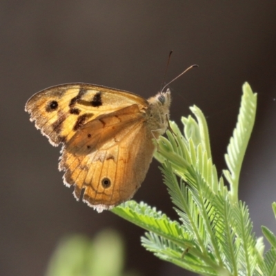 Heteronympha merope (Common Brown Butterfly) at Paddys River, ACT - 2 Jan 2024 by RodDeb