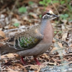 Phaps chalcoptera (Common Bronzewing) at Paddys River, ACT - 2 Jan 2024 by RodDeb