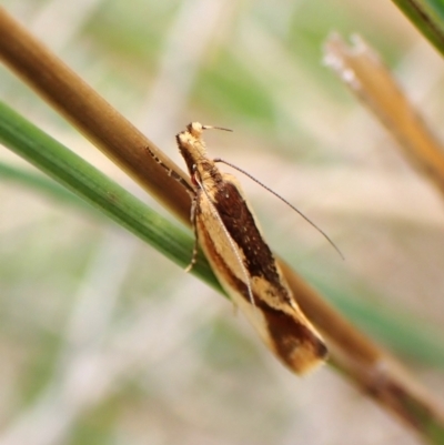 Thema psammoxantha (A concealer moth) at Mount Painter - 20 Dec 2023 by CathB