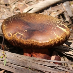 Phlebopus marginatus at Tidbinbilla Nature Reserve - 2 Jan 2024