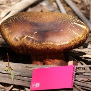 Phlebopus marginatus at Tidbinbilla Nature Reserve - 2 Jan 2024