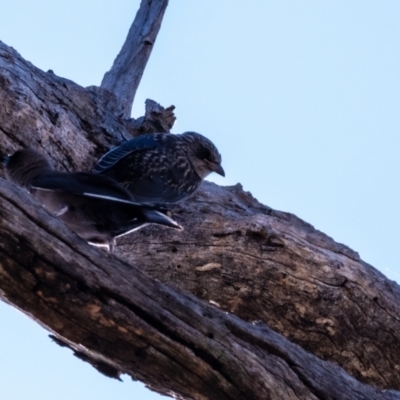 Artamus cyanopterus (Dusky Woodswallow) at Kama - 1 Jan 2024 by Untidy