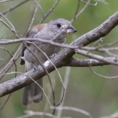 Colluricincla harmonica (Grey Shrikethrush) at Tidbinbilla Nature Reserve - 2 Jan 2024 by RodDeb