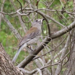 Colluricincla harmonica at Tidbinbilla Nature Reserve - 2 Jan 2024