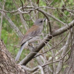 Colluricincla harmonica at Tidbinbilla Nature Reserve - 2 Jan 2024