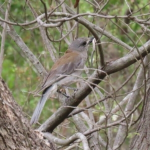 Colluricincla harmonica at Tidbinbilla Nature Reserve - 2 Jan 2024 04:26 PM