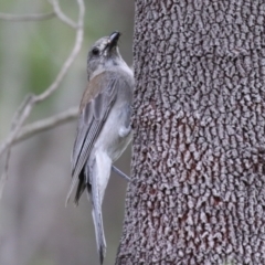 Colluricincla harmonica at Tidbinbilla Nature Reserve - 2 Jan 2024 04:26 PM