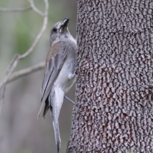 Colluricincla harmonica at Tidbinbilla Nature Reserve - 2 Jan 2024