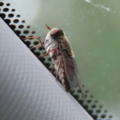 Dasybasis sp. (genus) (A march fly) at Tidbinbilla Nature Reserve - 2 Jan 2024 by RodDeb