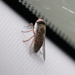 Dasybasis sp. (genus) at Tidbinbilla Nature Reserve - 2 Jan 2024 03:53 PM