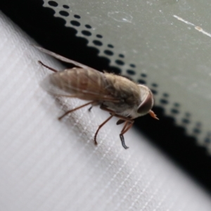 Dasybasis sp. (genus) at Tidbinbilla Nature Reserve - 2 Jan 2024