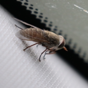 Dasybasis sp. (genus) at Tidbinbilla Nature Reserve - 2 Jan 2024