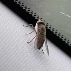 Dasybasis sp. (genus) at Tidbinbilla Nature Reserve - 2 Jan 2024 03:53 PM