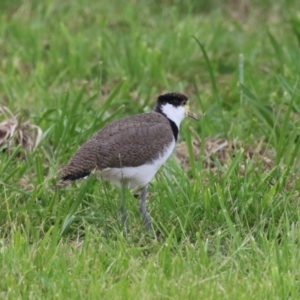 Vanellus miles at Kambah, ACT - 2 Jan 2024 05:14 PM