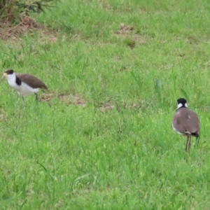 Vanellus miles at Kambah, ACT - 2 Jan 2024 05:14 PM