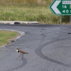 Vanellus miles at Kambah, ACT - 2 Jan 2024 05:14 PM