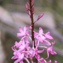 Dipodium roseum at Tidbinbilla Nature Reserve - suppressed