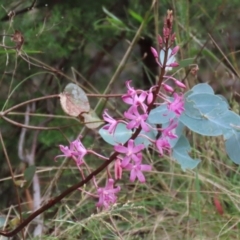 Dipodium roseum at Tidbinbilla Nature Reserve - suppressed