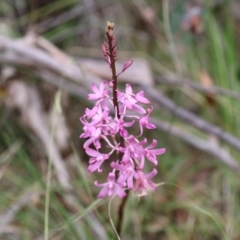 Dipodium roseum at Tidbinbilla Nature Reserve - 2 Jan 2024