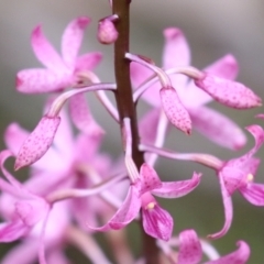 Dipodium roseum at Tidbinbilla Nature Reserve - suppressed