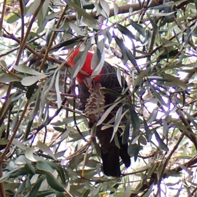 Callocephalon fimbriatum (Gang-gang Cockatoo) at Cook, ACT - 26 Dec 2023 by CathB