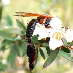 Tiphiidae (family) (Unidentified Smooth flower wasp) at Mount Painter - 14 Dec 2023 by CathB