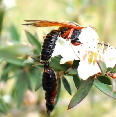 Tiphiidae (family) (Unidentified Smooth flower wasp) at Cook, ACT - 13 Dec 2023 by CathB