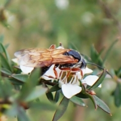 Tiphiidae (family) at Mount Painter - 14 Dec 2023 08:54 AM