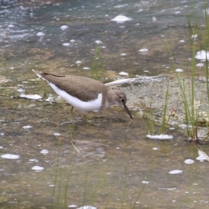 Actitis hypoleucos at Lake Tuggeranong - 3 Jan 2024