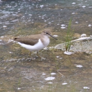 Actitis hypoleucos at Lake Tuggeranong - 3 Jan 2024