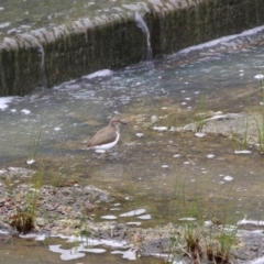 Actitis hypoleucos at Lake Tuggeranong - 3 Jan 2024