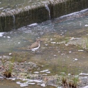 Actitis hypoleucos at Lake Tuggeranong - 3 Jan 2024