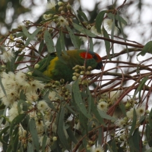 Glossopsitta concinna at Wanniassa, ACT - 3 Jan 2024