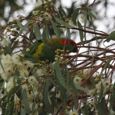 Glossopsitta concinna (Musk Lorikeet) at Wanniassa, ACT - 3 Jan 2024 by RodDeb