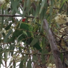 Glossopsitta concinna at Wanniassa, ACT - 3 Jan 2024