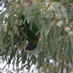 Glossopsitta concinna at Wanniassa, ACT - 3 Jan 2024