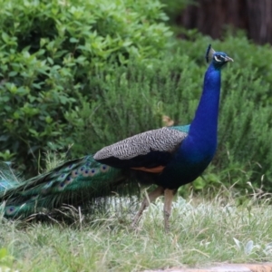 Pavo cristatus at Narrabundah, ACT - 4 Jan 2024 11:45 AM